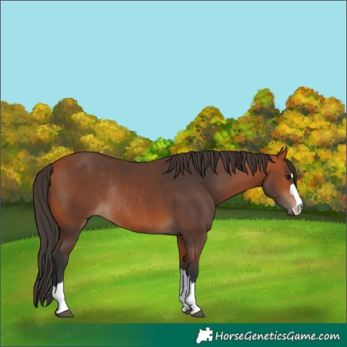 Horse Color:Bay Rabicano 