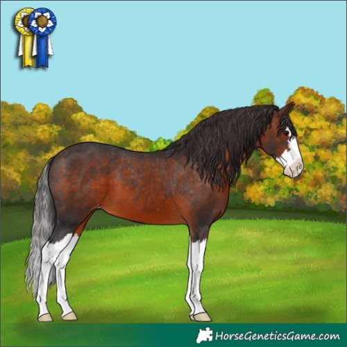 Horse Color:Brown Splash Appaloosa 