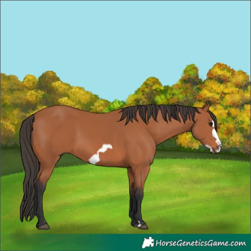 Horse Color:Bay Frame 