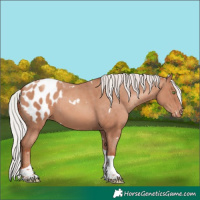 Horse Color:White Spotted Silver Sable Champagne Tobiano Appaloosa 