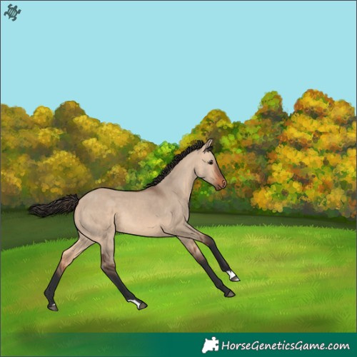 Horse Color:Bay Dun