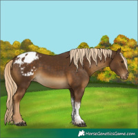 Horse Color:Chocolate Palomino Tobiano Appaloosa 