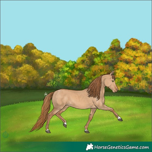Horse Color:Red Dun Brindle 