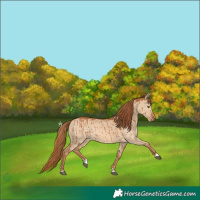 Horse Color:Red Dun Rabicano Brindle