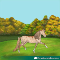 Horse Color:Red Dun Rabicano Brindle 