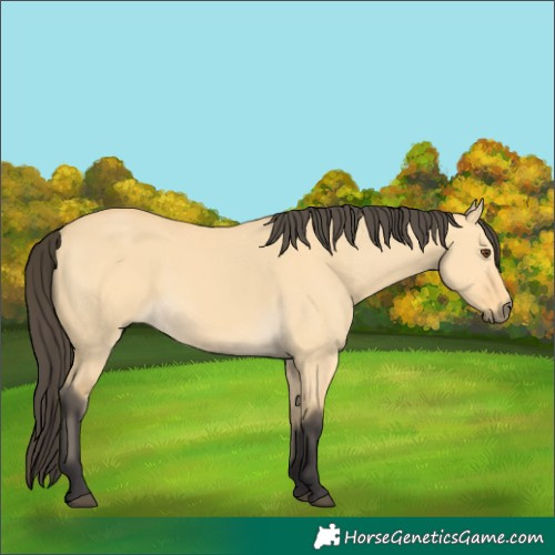 Horse Color:Buckskin Dun 