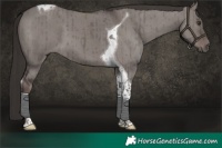 Horse Color:Platinum Liver Red Dun Tobiano Brindle