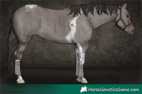Horse Color:Platinum Liver Red Dun Tobiano Brindle 
