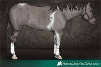 Horse Color:Platinum Liver Red Dun Tobiano Brindle 