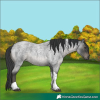 Horse Color:Blue Roan Tobiano 
