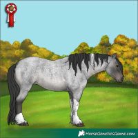 Horse Color:Blue Roan Tobiano