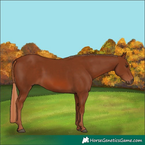 Horse Color:Chestnut 