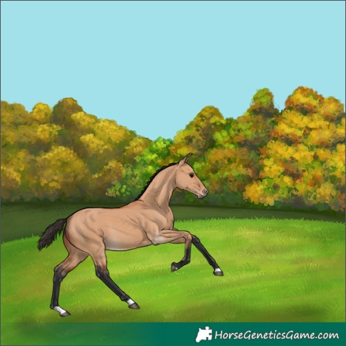 Horse Color:Bay Dun 