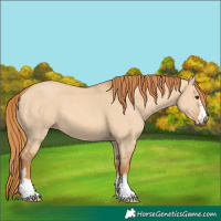Horse Color:Red Dun 