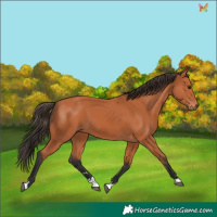 Horse Color:Bay 