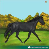 Horse Color:Black 