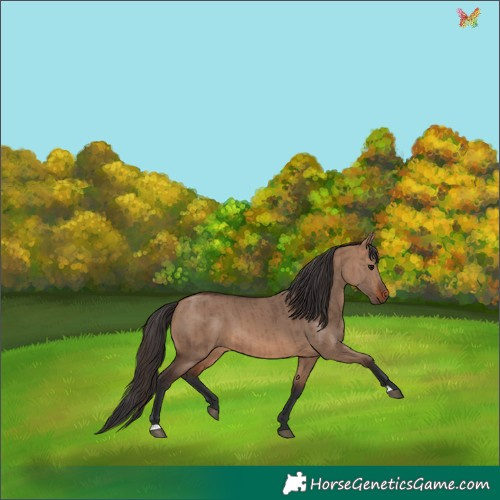 Horse Color:Brown Dun Brindle 