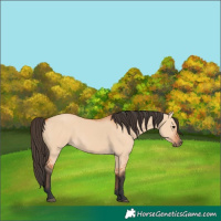 Horse Color:Bay Dun
