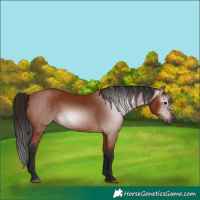 Horse Color:Gray Bay 