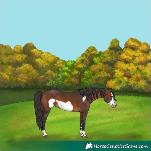 Horse Color:Brown Frame 