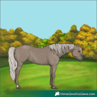 Horse Color:Silver Grullo 