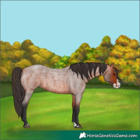 Horse Color:Bay Roan Splash 