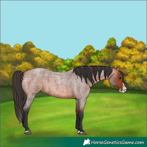 Horse Color:Bay Roan Splash