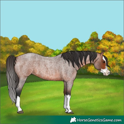 Horse Color:Bay Roan Splash