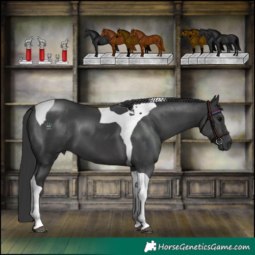 Horse Color:Black Tobiano