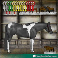Horse Color:Black Tobiano 
