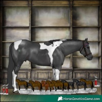 Horse Color:Black Tobiano