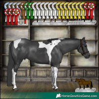 Horse Color:Black Tobiano