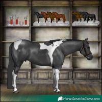 Horse Color:Black Tobiano