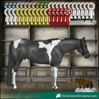 Horse Color:Black Tobiano