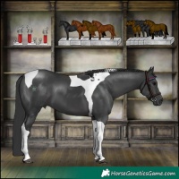 Horse Color:Black Tobiano 