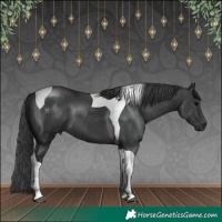 Horse Color:Black Tobiano