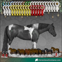 Horse Color:Black Tobiano 