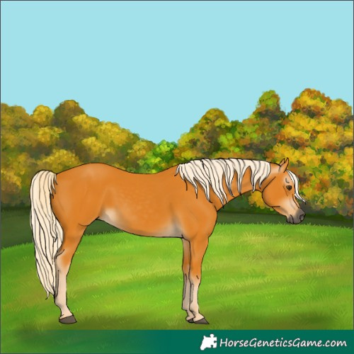 Horse Color:Gray Palomino