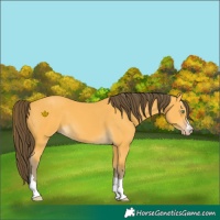 Horse Color:Amber Cream Champagne 