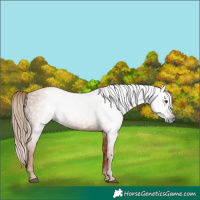 Horse Color:Gray Chestnut 