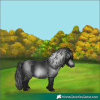Horse Color:Gray Black