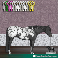 Horse Color:Black Tobiano Appaloosa 