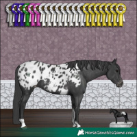 Horse Color:Black Tobiano Appaloosa 