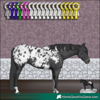 Horse Color:Black Tobiano Appaloosa 