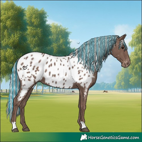 Horse Color:Painted Silver Black Appaloosa 