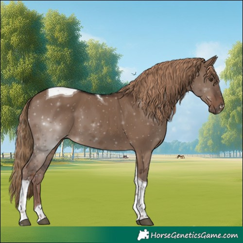 Horse Color:Liver Red Dun Tobiano
