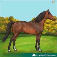 Horse Color:Bay 