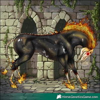 Horse Color:White Spotted Brown