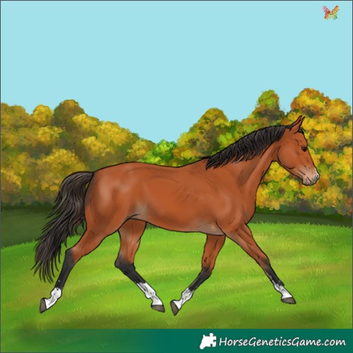 Horse Color:Bay 