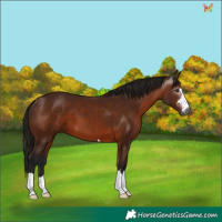 Horse Color:Gray Bay